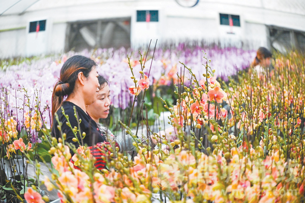 蝴蝶蘭開出鄉(xiāng)村振興“致富花”