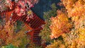 初冬邑坂 開(kāi)啟原始森林的夢(mèng)幻之旅