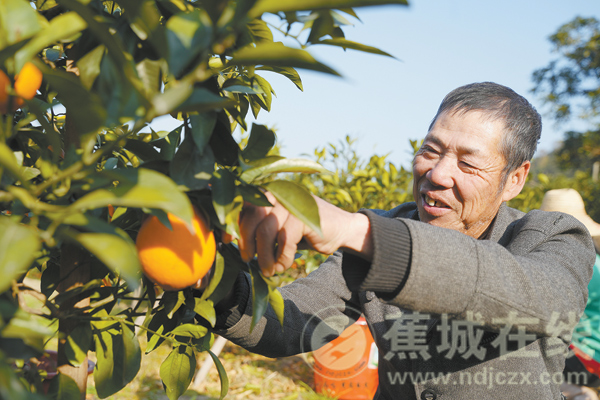 七都鎮(zhèn)官亭村:臍橙喜獲豐收